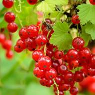 Саджанець Порічка Альфа в контейнері